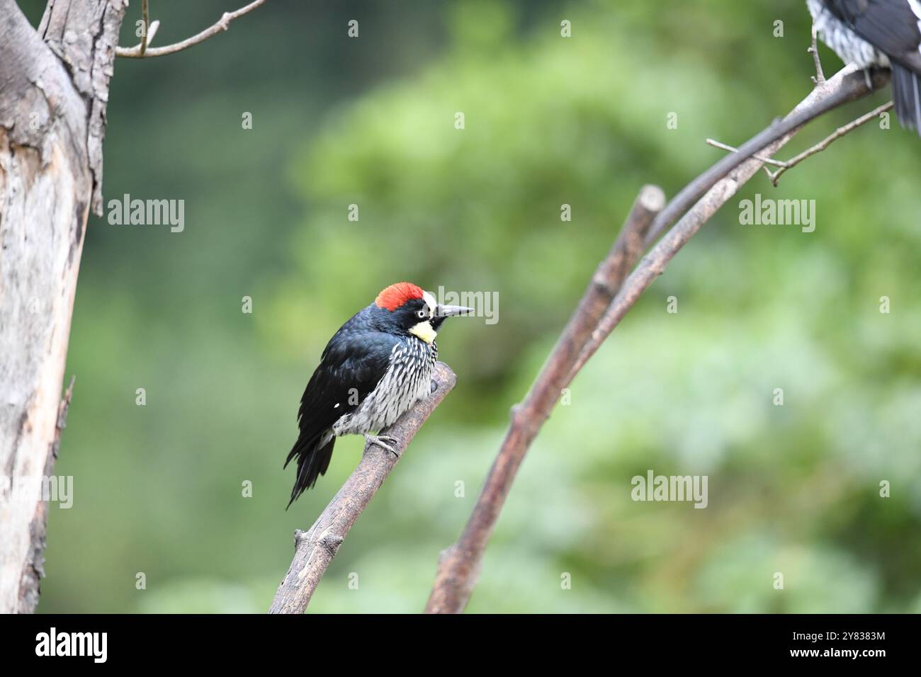 Pics de Gland (Melanerpes formicivorous) du Costa Rica Banque D'Images