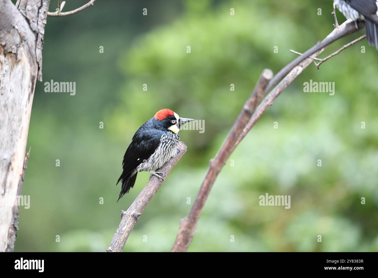 Pics de Gland (Melanerpes formicivorous) du Costa Rica Banque D'Images