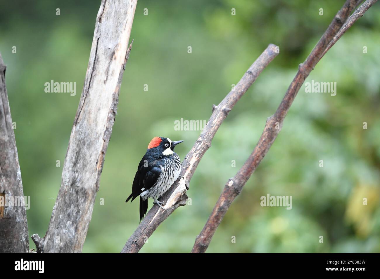 Pics de Gland (Melanerpes formicivorous) du Costa Rica Banque D'Images