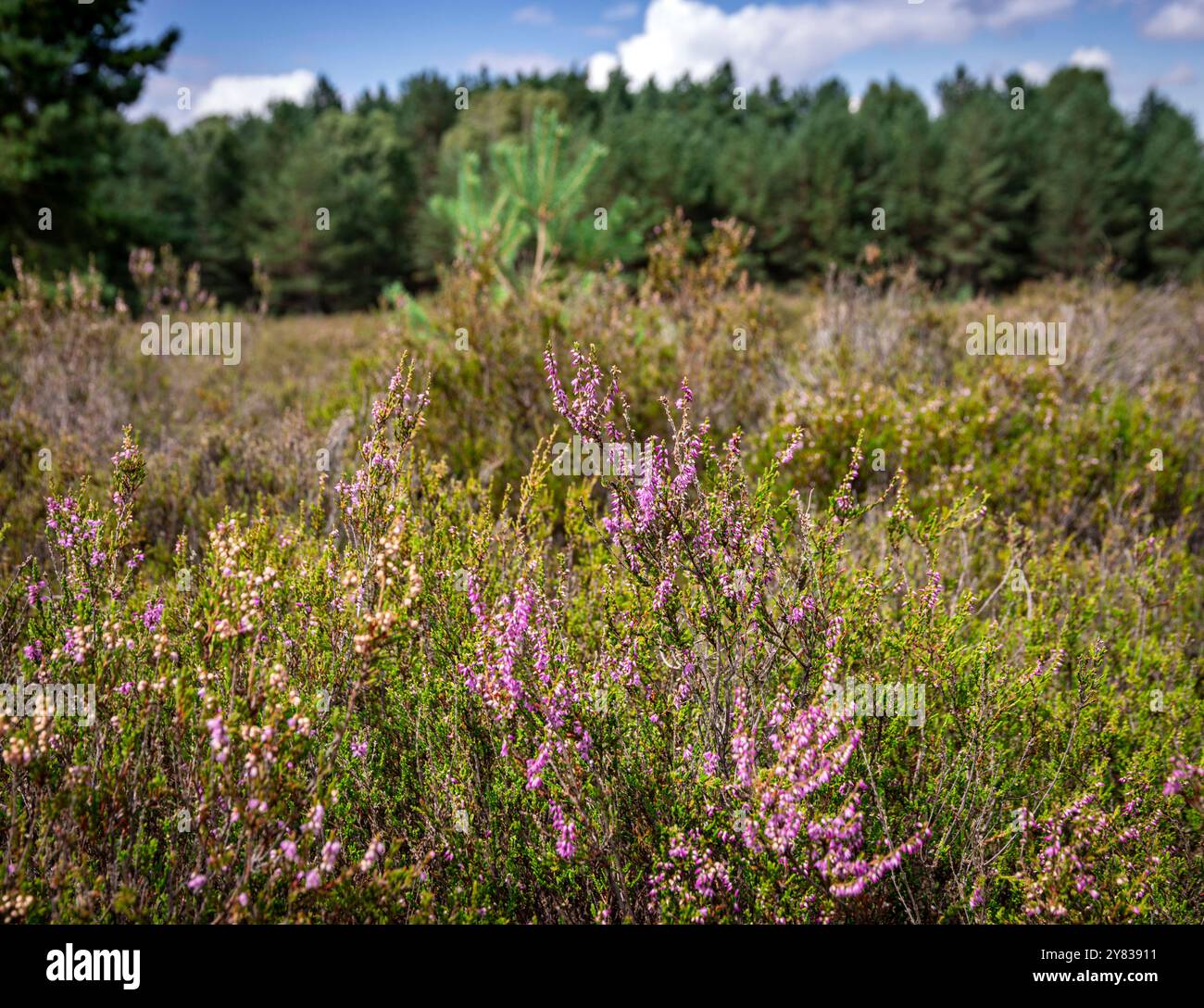 Wittstock : Blühende Heide. - AB dem Spätsommer beginnen unzählige Heidepflanzen in der Kyritz-Ruppiner Heide BEI Wittstock in Nordbrandenburg zu blühe Banque D'Images