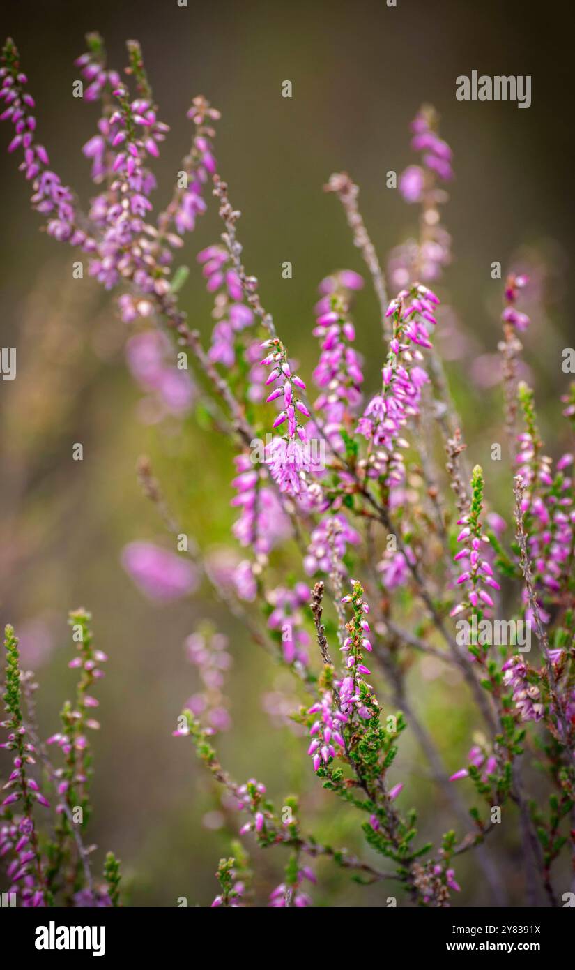 Wittstock : Blühende Heide. - AB dem Spätsommer beginnen unzählige Heidepflanzen in der Kyritz-Ruppiner Heide BEI Wittstock in Nordbrandenburg zu blühe Banque D'Images