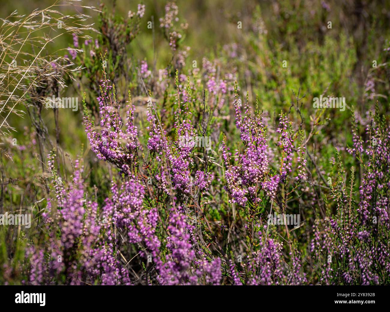 Wittstock : Blühende Heide. - AB dem Spätsommer beginnen unzählige Heidepflanzen in der Kyritz-Ruppiner Heide BEI Wittstock in Nordbrandenburg zu blühe Banque D'Images