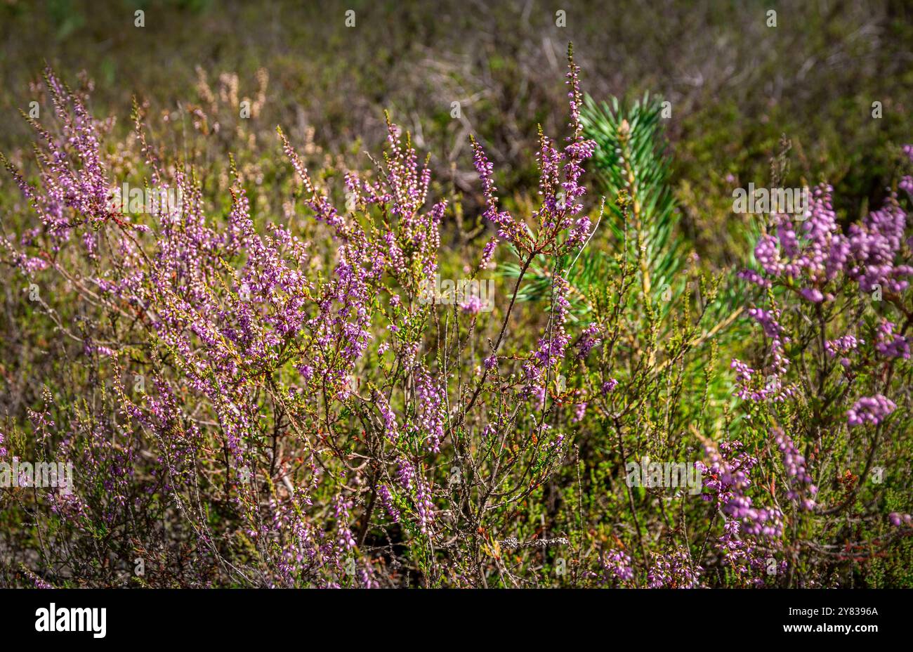 Wittstock : Blühende Heide. - AB dem Spätsommer beginnen unzählige Heidepflanzen in der Kyritz-Ruppiner Heide BEI Wittstock in Nordbrandenburg zu blühe Banque D'Images