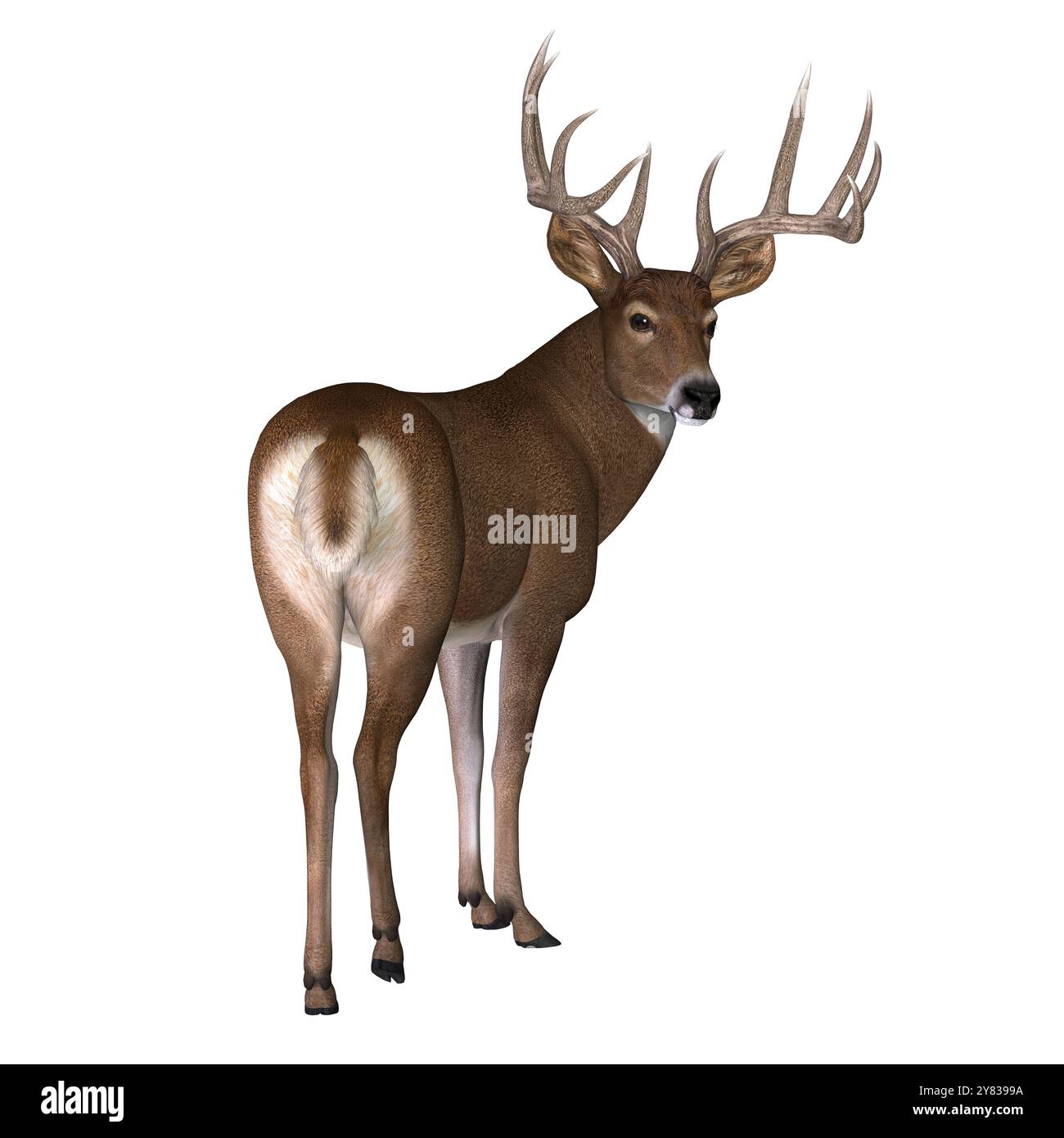 Le cerf de Virginie herbivore vit en Amérique du Nord et du Sud et est une espèce abondante. Banque D'Images