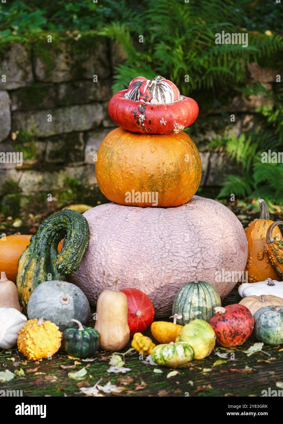 Différentes couleurs et tailles de citrouilles en forme de pyramide sur la terrasse du jardin. Concept de jardinage ou de récolte d'automne. Thanksgiving ou Halloween. Banque D'Images