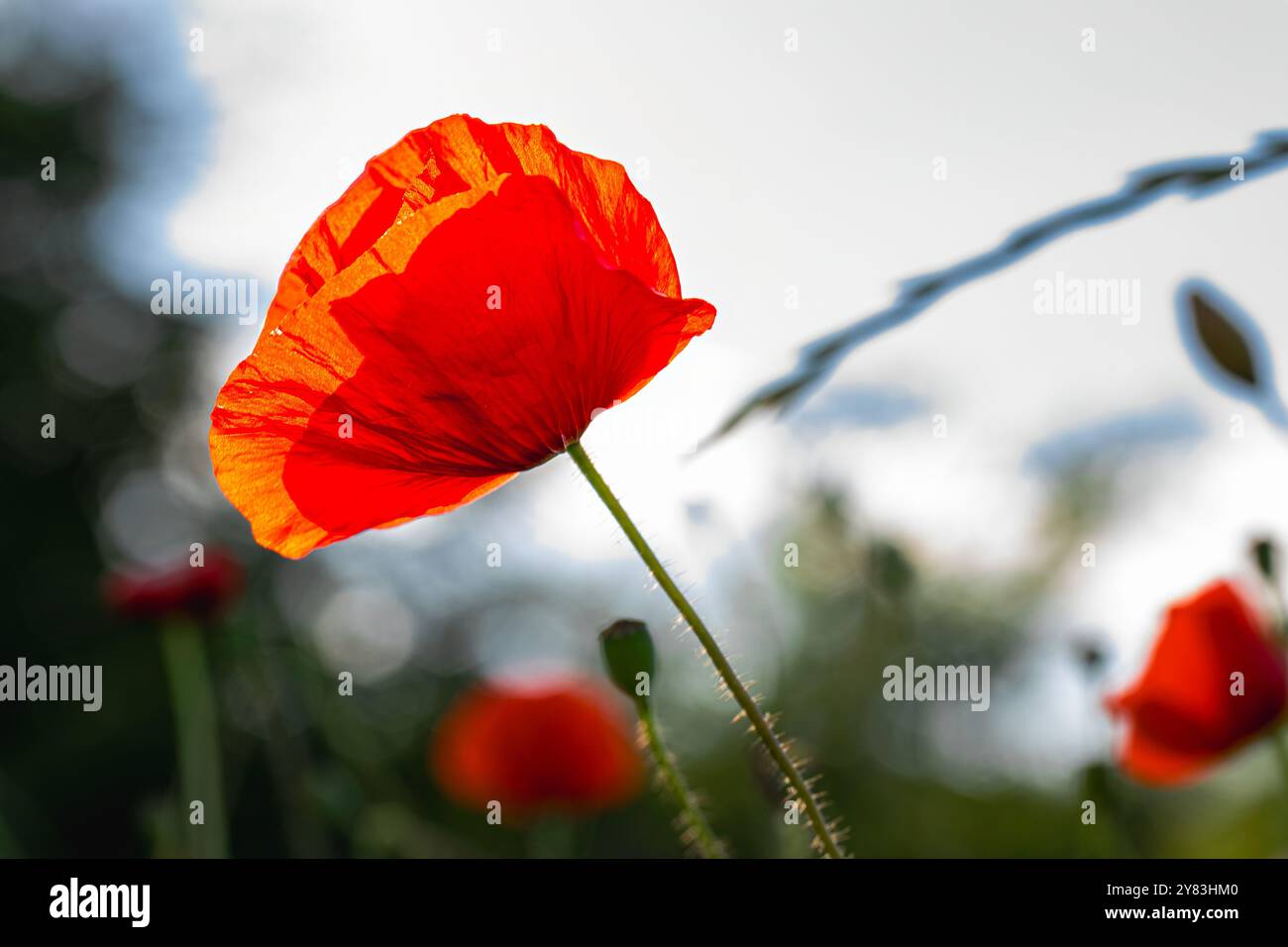 Coquelicots rouges dans le domaine Banque D'Images