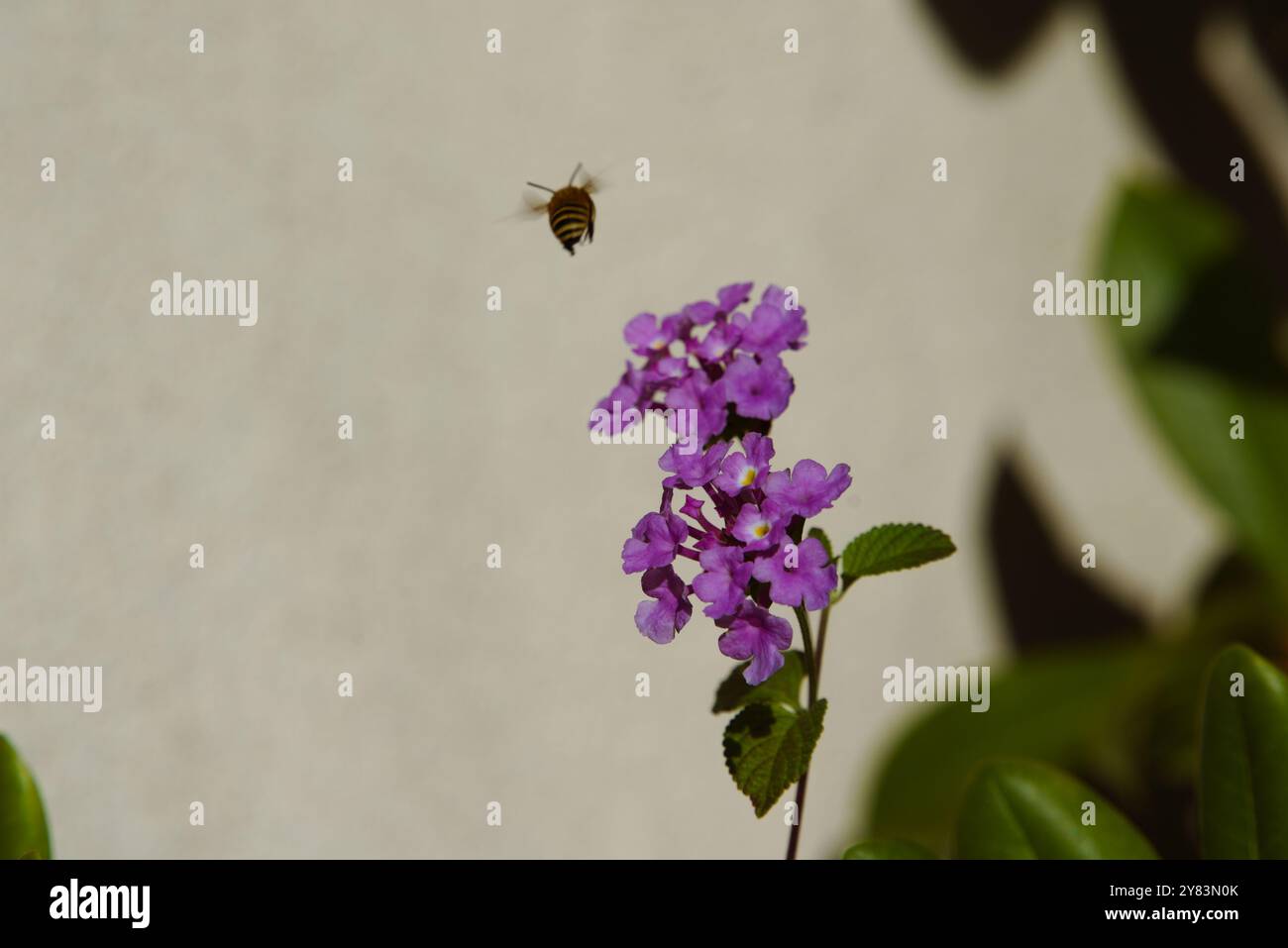 Bumblebee in Flight : danse parmi les fleurs de lavande Banque D'Images