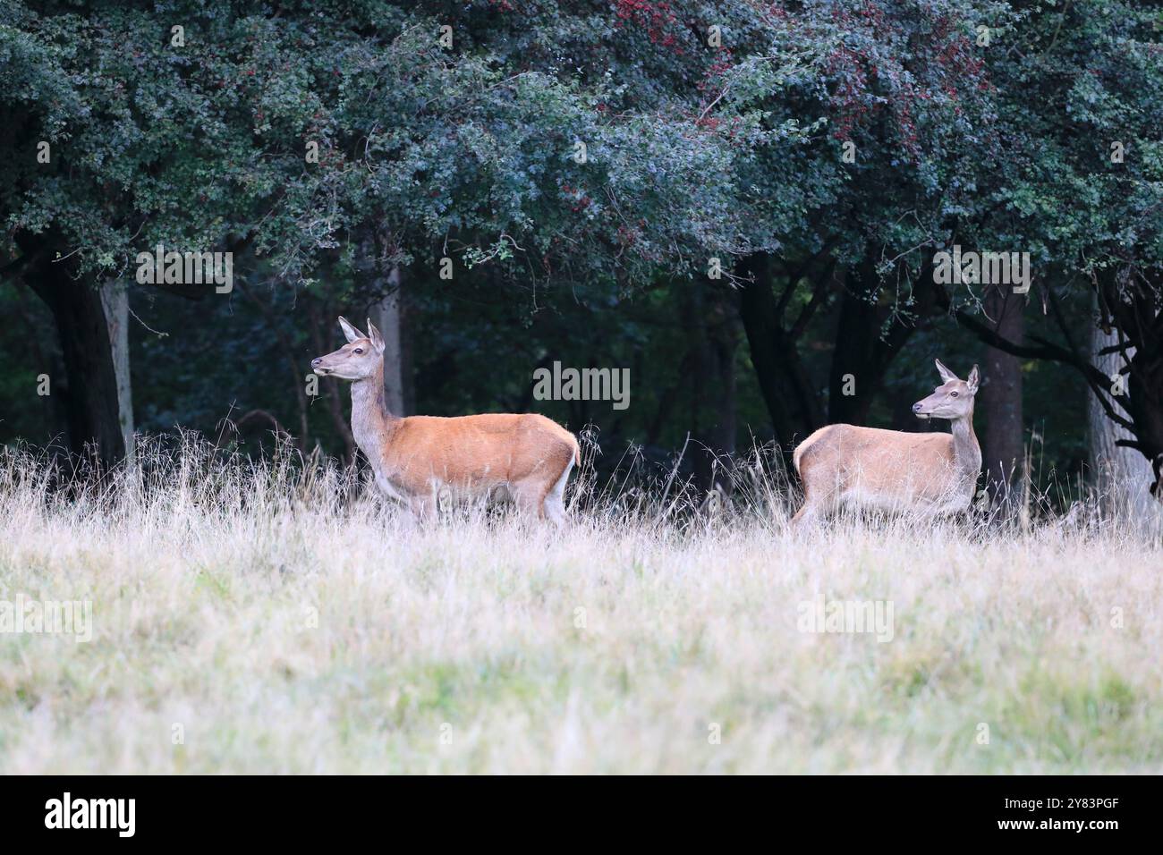 Deux cerfs roux (Cervus elaphus) dans la saison d'ornithage, debout sur l'herbe avec des arbres derrière Banque D'Images