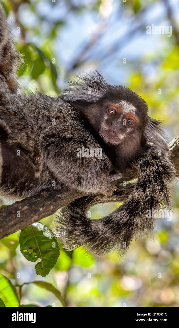 Un marmoset touffeté noir (Callithrix penicillata), perché sur une branche, Corcovado, Rio de Janeiro, Brésil Banque D'Images