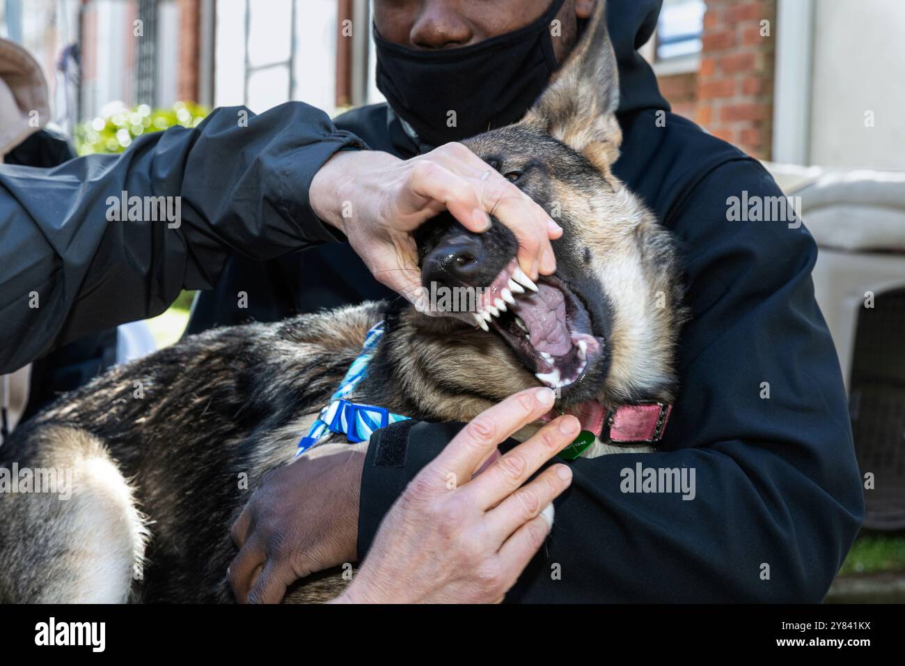 SVO-00103..... WASHINGTON - le vétérinaire Hana Ekstrom vérifie les dents d'un Shepard allemand nommé Lucey. Banque D'Images