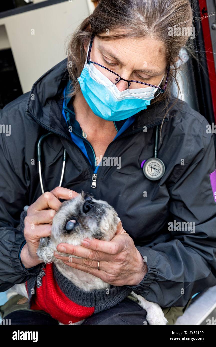 SVO-00115..... WASHINGTON - la vétérinaire HANNA EKSTROM examine un chien de 18 ans nommé Tibby à la clinique mobile de Seattle Veterinary Outreach. Banque D'Images