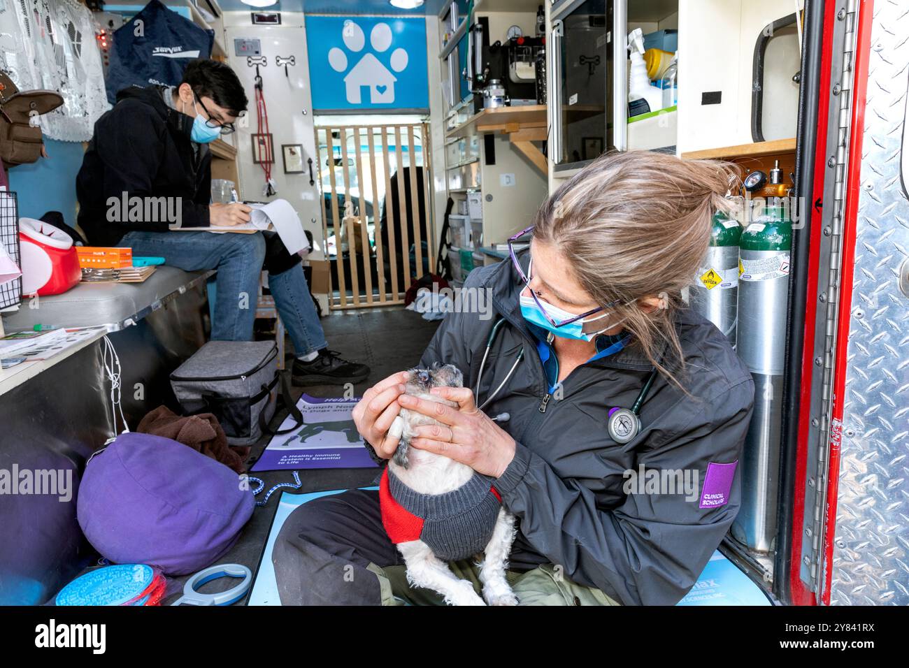 SVO-0016..... WASHINGTON - la vétérinaire HANNA EKSTROM examine un chien de 18 ans nommé Tibby à la clinique mobile de Seattle Veterinary Outreach. Banque D'Images