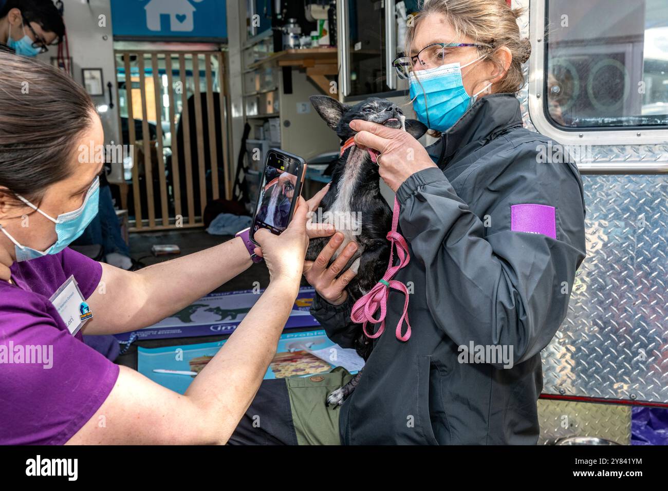 SVO-00120..... WASHINGTON - la vétérinaire HANNA EKSTROM examine un chien nommé Sasha à la clinique mobile de Seattle Veterinary Outreach. Banque D'Images