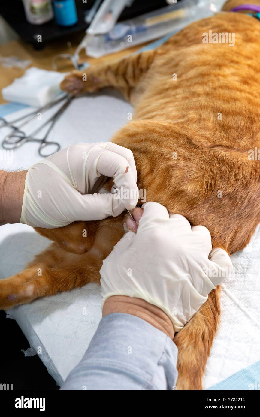 SVO-00142...... WASHINGTON - la vétérinaire Suzanne Thomas préforme une stérilisation sur un chat. Ce service gratuit est fourni par Seattle Veterinary Outreach Banque D'Images