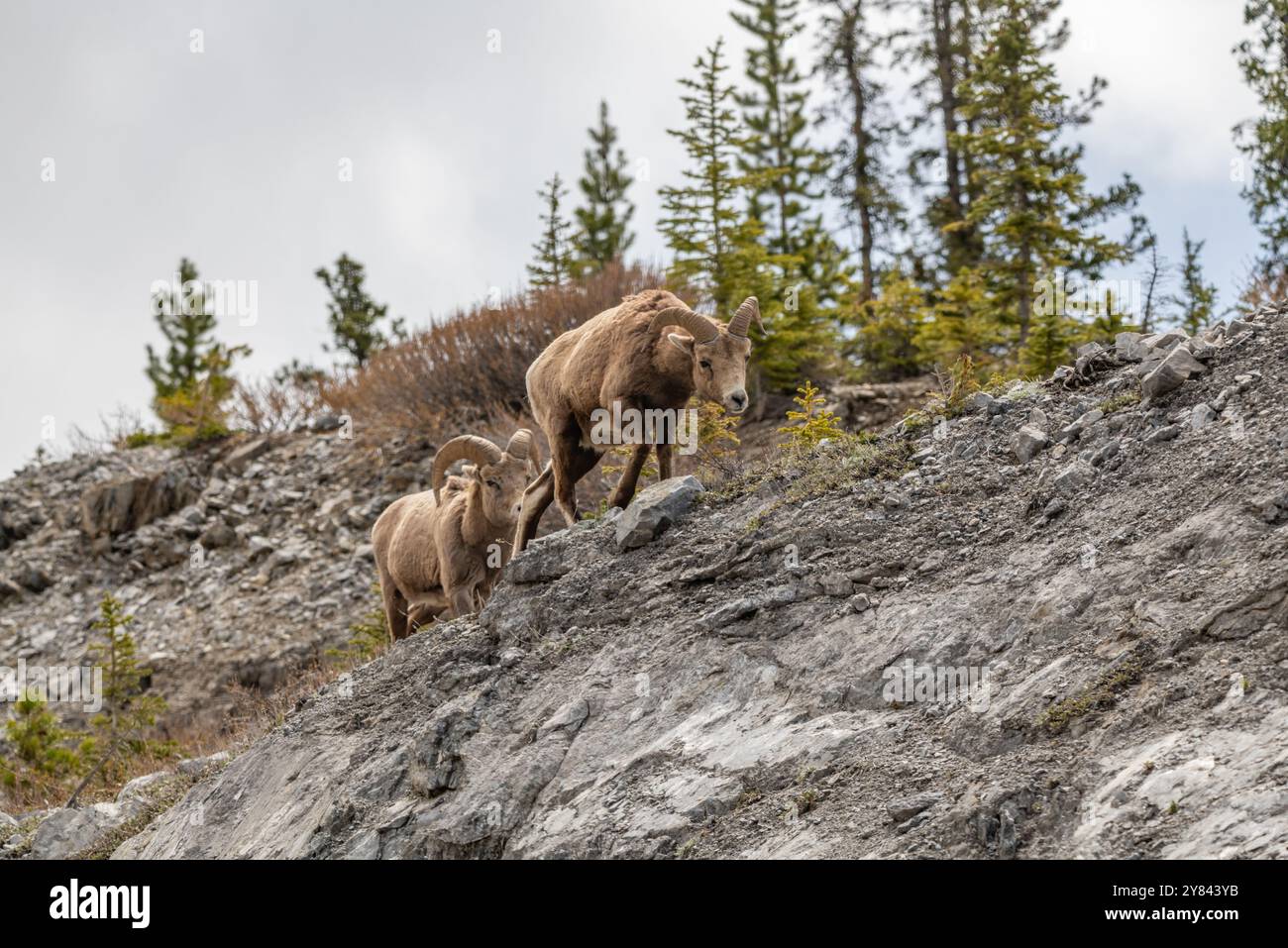 Mouflon sauvage (Ovis canadensis) vu dans le parc national Banff en été avec un fond de ciel gris flou. Nature sauvage avec animaux Canada Banque D'Images