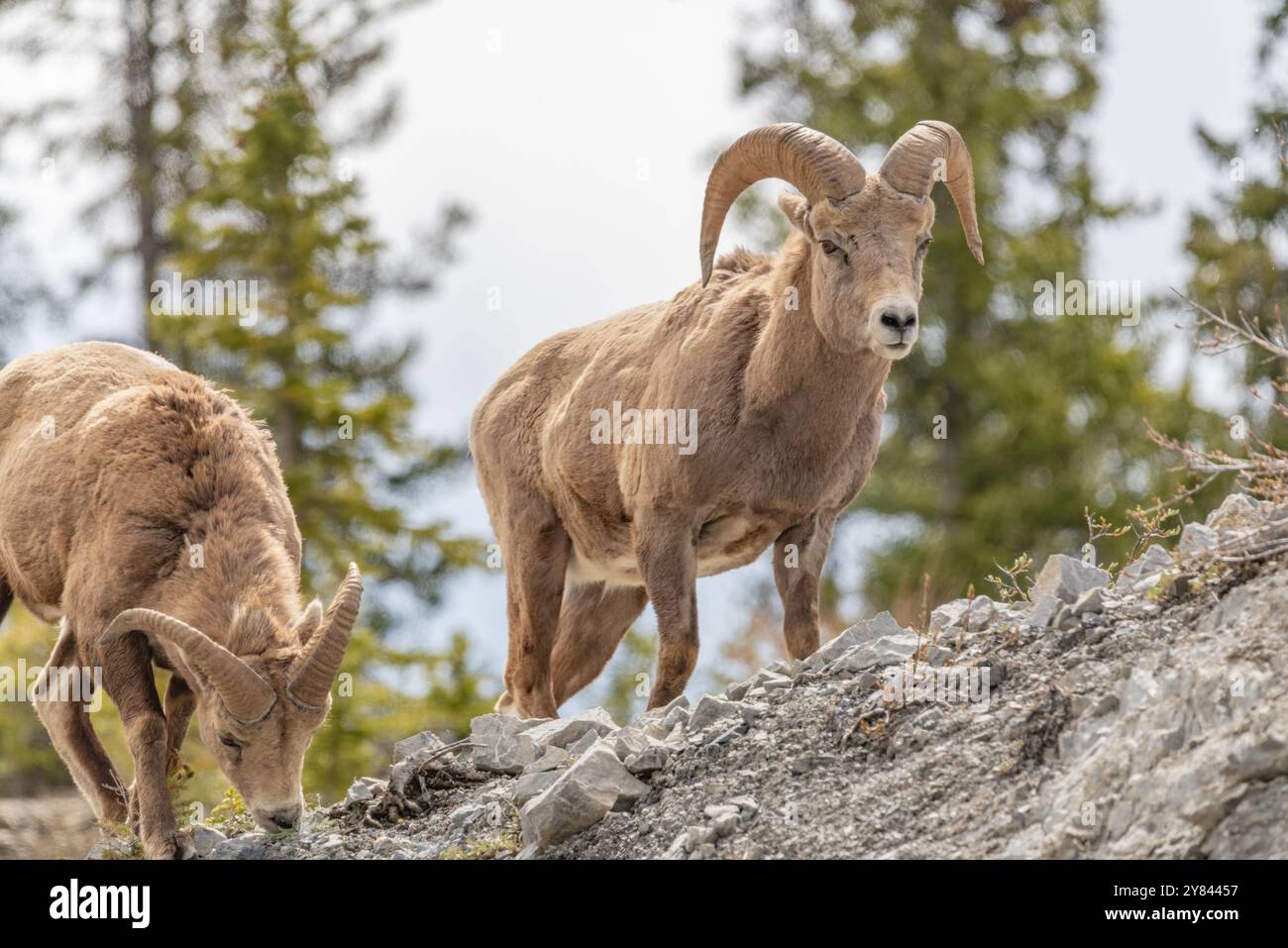 Mouflon sauvage (Ovis canadensis) vu dans le parc national Banff en été avec un fond de ciel gris flou. Nature sauvage avec animaux Canada Banque D'Images