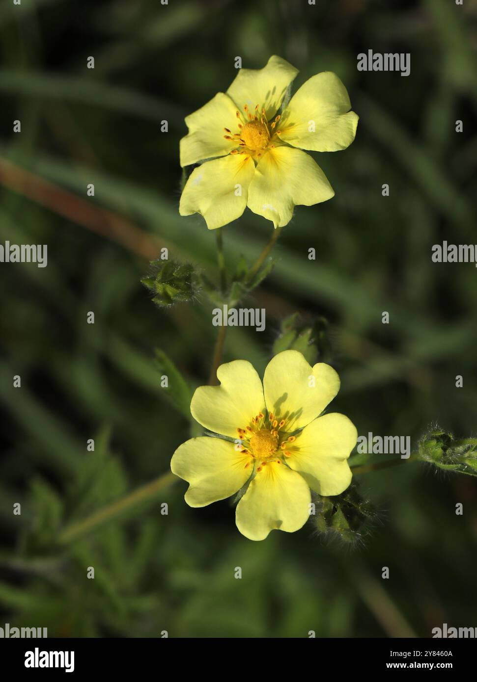 Soufre Cinquefoil ou Cinquefoil à fruits bruts, Potentilla recta, Rosacées. Hertfordshire, Royaume-Uni. Sulphur cinquefoil est une herbe vivace. Banque D'Images