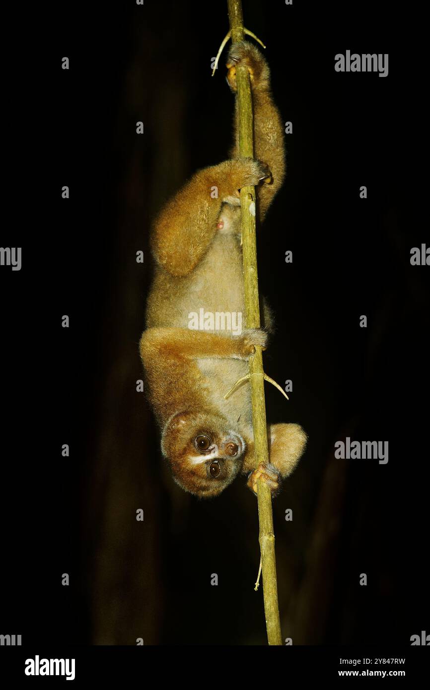 Loris lent philippin ou Bornéen - Nycticebus menagensis philippinus coucang est un primate strepsirrhin originaire du nord et de l'est de Bornéo et du nord Banque D'Images