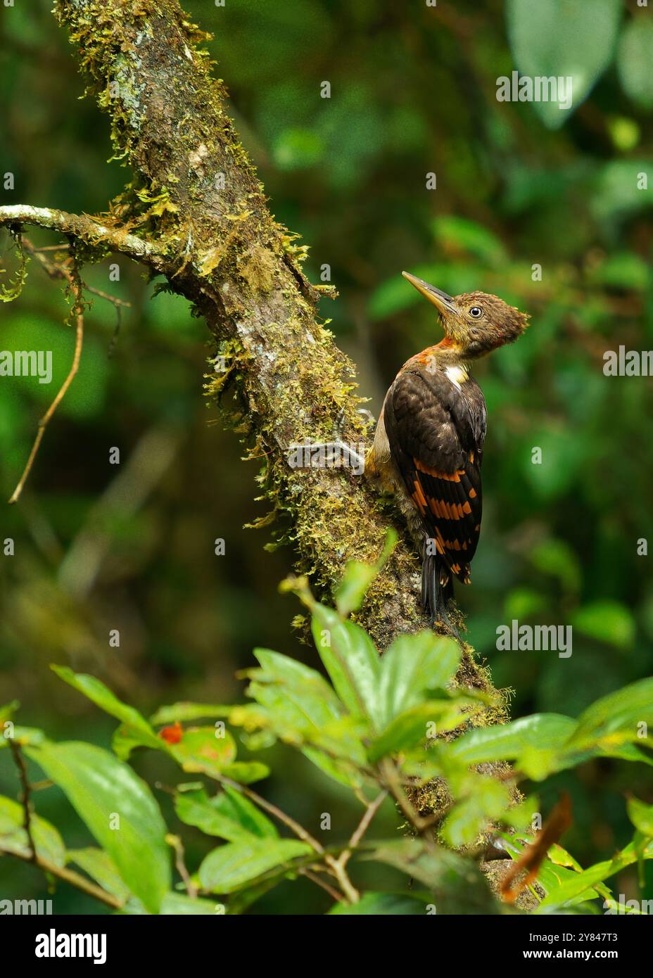 Pic à dos orange - oiseau Chrysocolaptes validus chez Picidae, trouvé en Thaïlande, en Malaisie, au Sarawak et au Sabah en Malaisie, au Brunei, à Sumatra et à Java, Banque D'Images