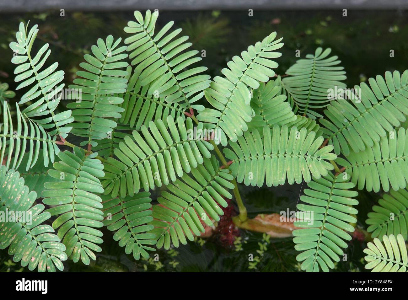 Feuilles de mimosa quadrivalvis dans un jardin de Californie du Sud Banque D'Images