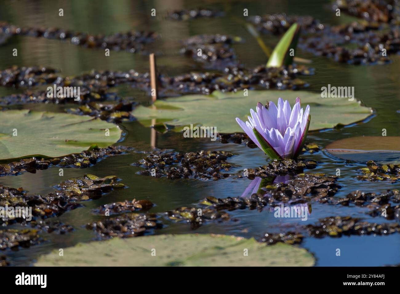Lys d'eau bleu, Nymphaea nouchali var. Caerulea, Nymphaeaceae, réserve forestière de Karura, Nairobi, Kenya, Afrique, Banque D'Images
