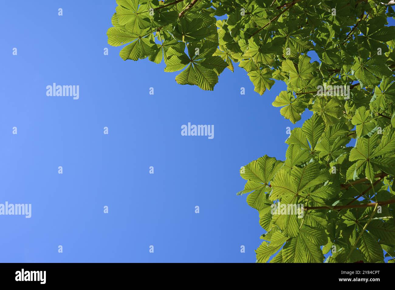 Feuilles de châtaignier de cheval (Aesculus), devant le ciel bleu en été avec le temps ensoleillé, paysage de la nature, Bergen, Vestland, Norvège, Europe Banque D'Images