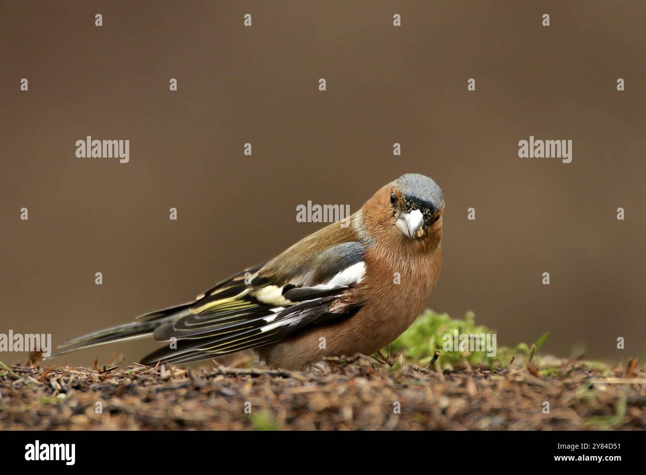 Chaffinch mâle au sol Banque D'Images