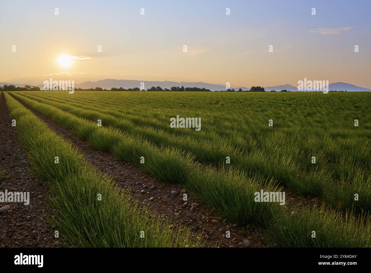 Un large champ de lavande (Lavandula), au lever du soleil, montagnes et collines en arrière-plan, été, Valensole, Alpes-de-haute-Provence, Provence-Alpes-Cote Banque D'Images