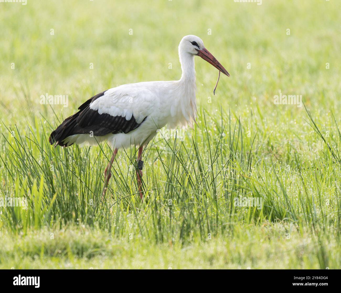 Cigogne blanche (Ciconia ciconia) buvant dans un pré tôt le matin, vers de terre dans son bec, perles de rosée sur l'herbe, basse-Saxe, Allemagne, Europe Banque D'Images