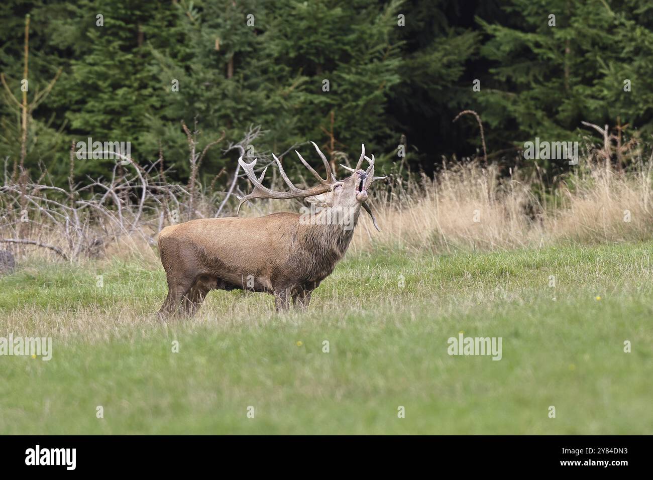 Cerf roux (Cervus elaphus) pendant la saison d'ornithage, grand cerf rugissant dans une clairière forestière, faune sauvage, Sauerland, Rhénanie-du-Nord-Westphalie, Allemagne, Banque D'Images