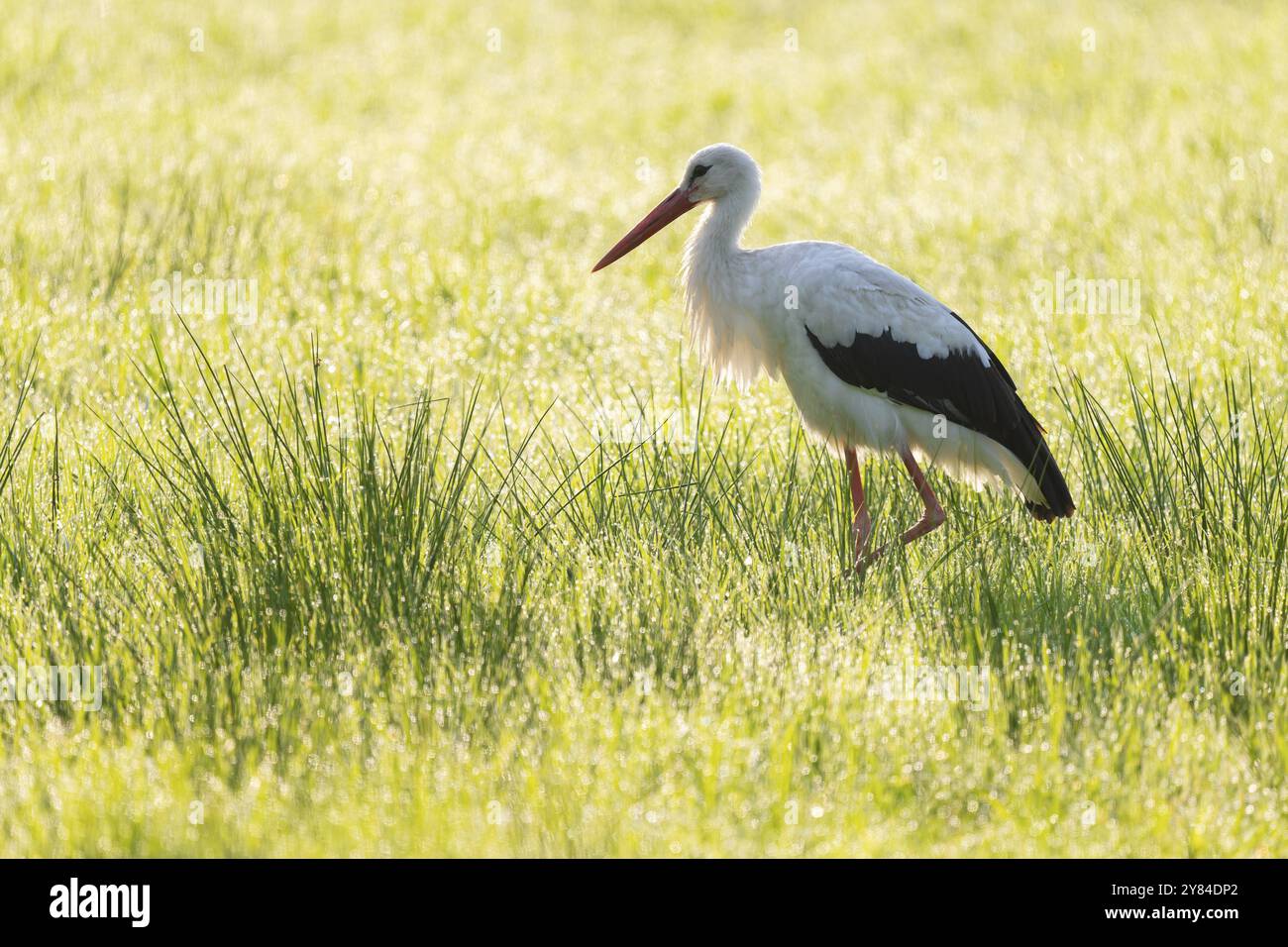 Cigogne blanche (Ciconia ciconia) buvant dans une prairie au petit matin, perles de rosée sur l'herbe, basse-Saxe, Allemagne, Europe Banque D'Images
