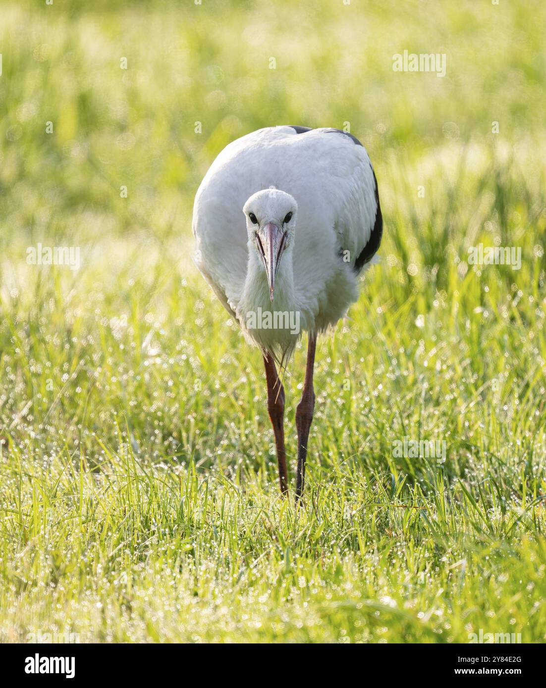 Cigogne blanche (Ciconia ciconia) buvant dans une prairie au petit matin, perles de rosée sur l'herbe, basse-Saxe, Allemagne, Europe Banque D'Images