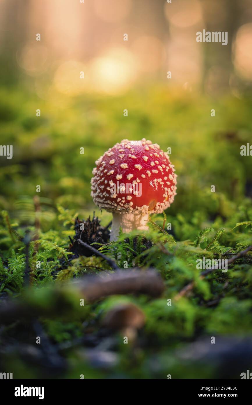 Un tabouret rouge avec des taches blanches poussant sur un plancher de forêt moussue à la lumière sombre, Calw, Forêt Noire, Allemagne, Europe Banque D'Images