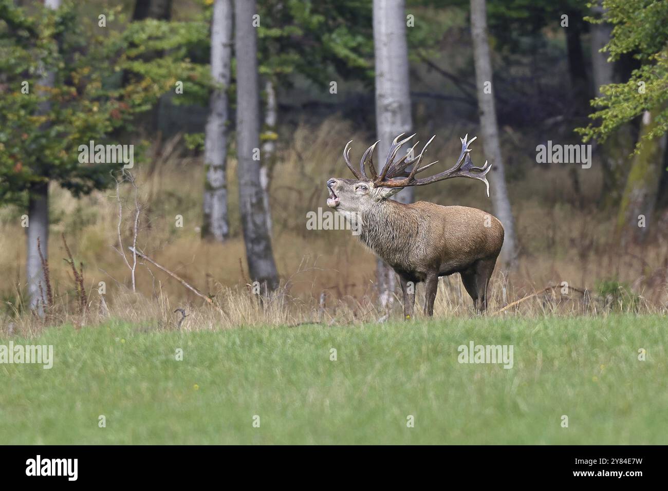 Cerf roux (Cervus elaphus) pendant la saison d'ornithage, grand cerf rugissant dans une clairière forestière, faune sauvage, Sauerland, Rhénanie-du-Nord-Westphalie, Allemagne, Banque D'Images