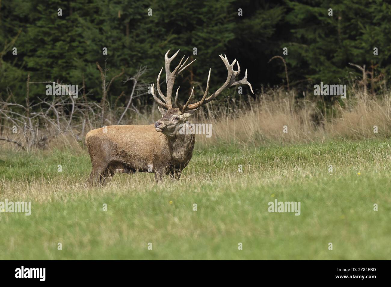 Cerf roux (Cervus elaphus) en période d'ornithage, cerf-mort traversant une clairière forestière, faune sauvage, Sauerland, Rhénanie-du-Nord-Westphalie, Allemagne, euro Banque D'Images