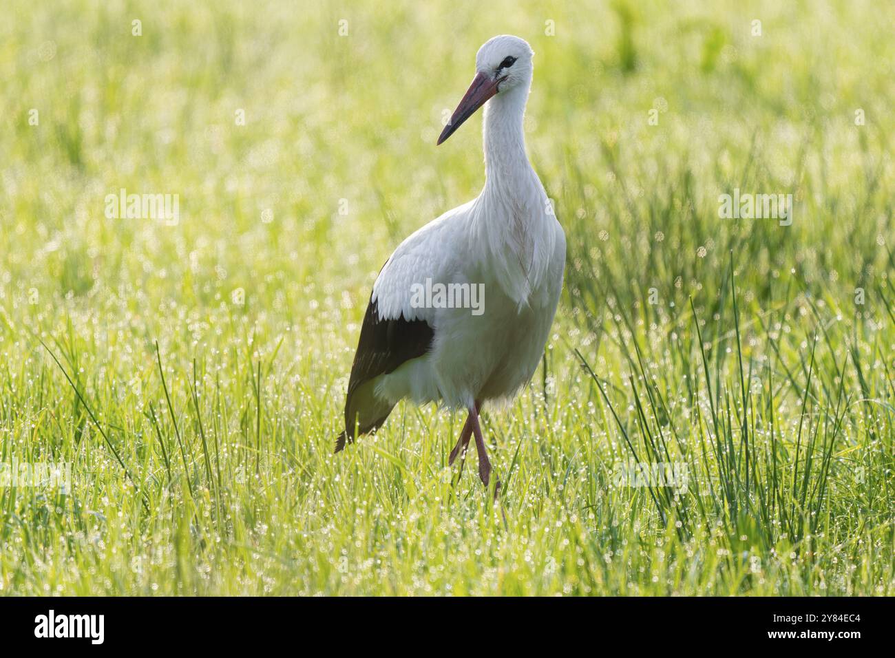 Cigogne blanche (Ciconia ciconia) buvant dans une prairie au petit matin, perles de rosée sur l'herbe, basse-Saxe, Allemagne, Europe Banque D'Images