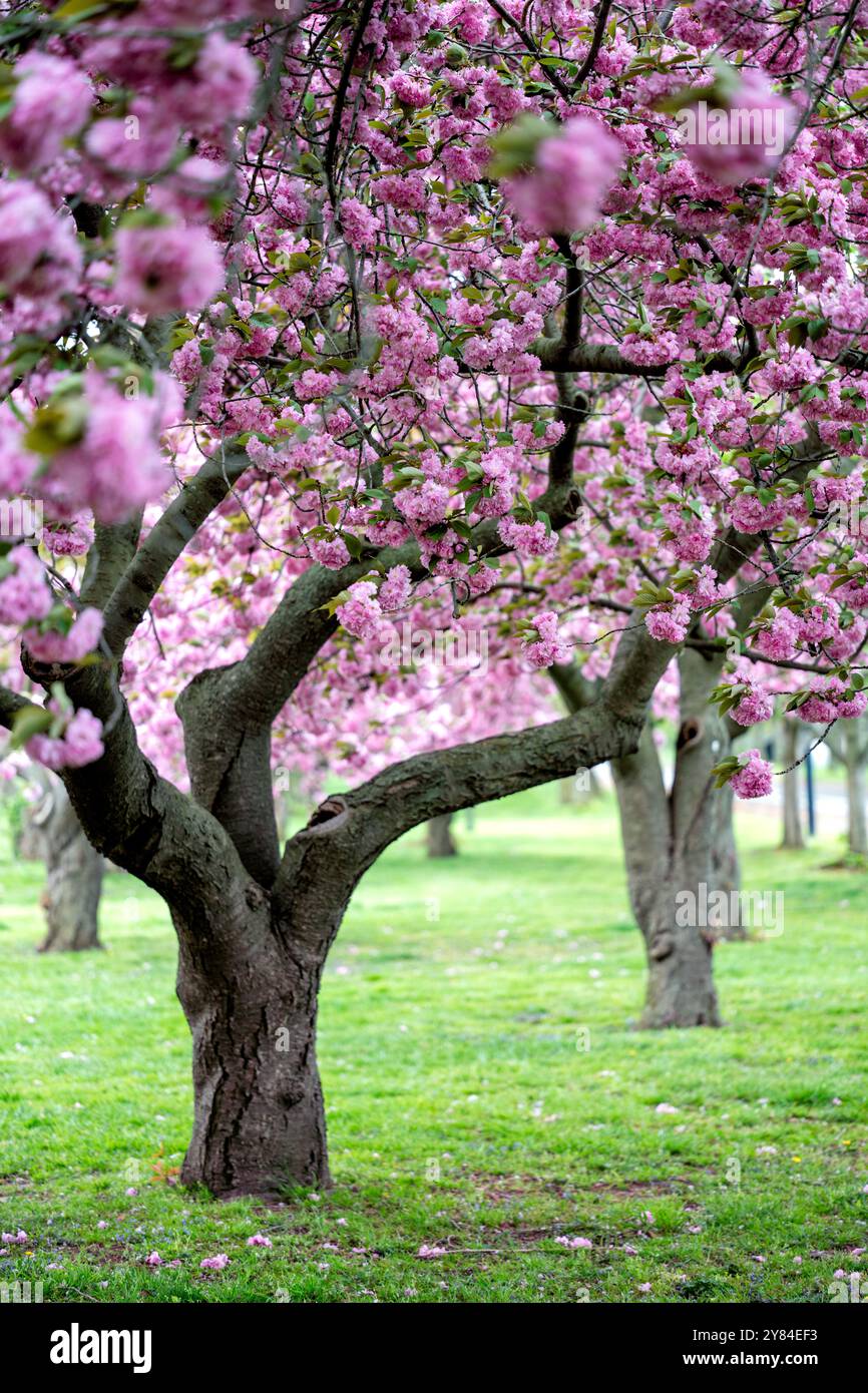 WASHINGTON DC — les cerisiers de Kwanzan/Kanzan affichent leurs fleurs roses doubles distinctives dans le parc East Potomac. Ces cerises ornementales, connues pour fleurir plus tard que les célèbres cerises Yoshino, créent des expositions spectaculaires de fleurs rose foncé. Les cerises de Kwanzan prolongent la saison de floraison des cerisiers de Washington au-delà de la floraison principale du Tidal Basin. Banque D'Images