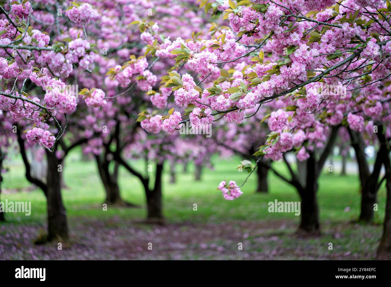 WASHINGTON DC — les cerisiers de Kwanzan affichent leurs fleurs roses profondes à deux pétales dans le parc East Potomac. Ces cerises ornementales sont connues pour fleurir plus tard que les cerises Yoshino autour du Tidal Basin, ce qui prolonge la saison de floraison des cerisiers de la ville. Le bosquet du parc East Potomac est l'une des plus grandes concentrations de cette variété dans l'État de Washington. Banque D'Images
