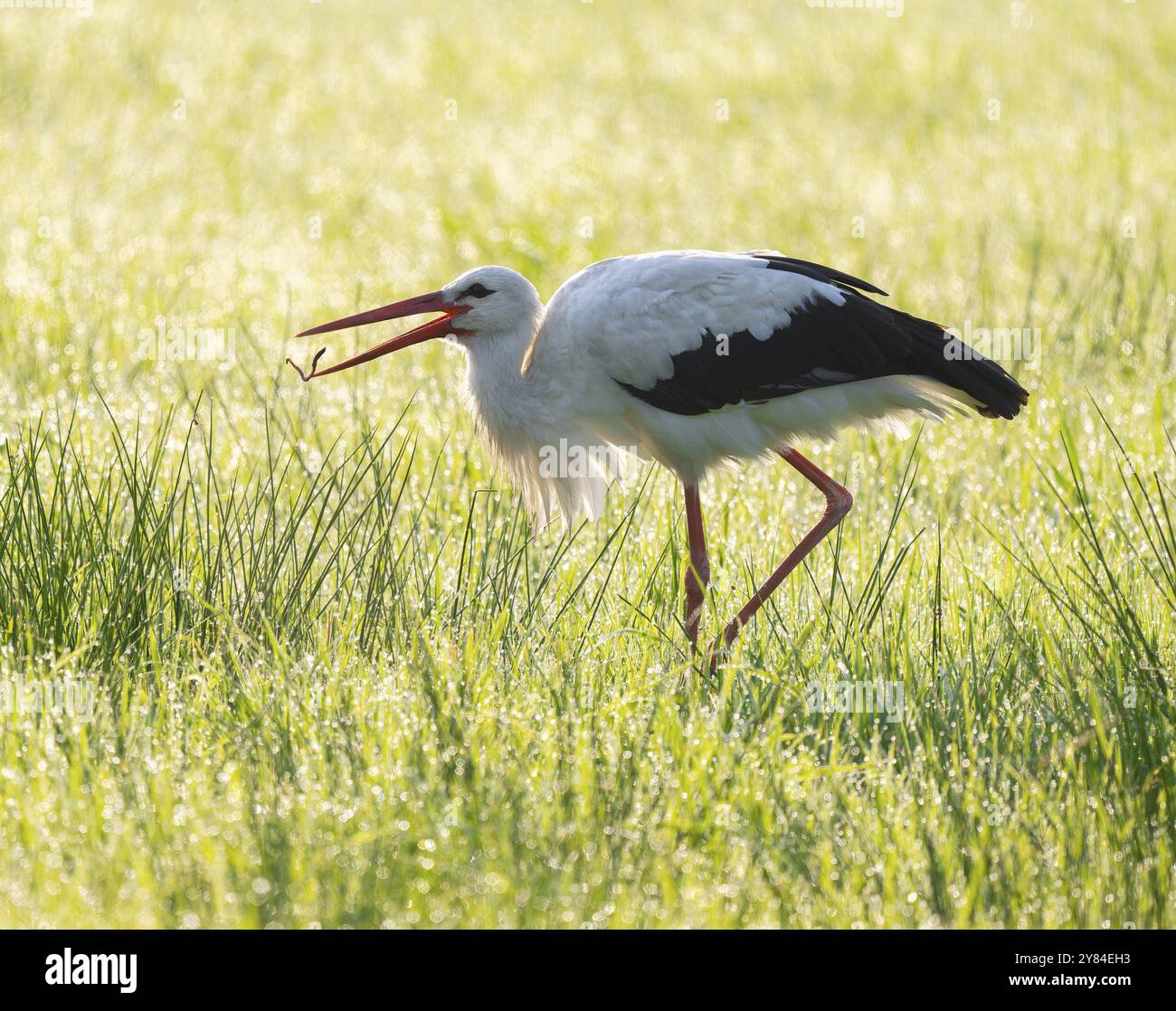 La cigogne blanche (Ciconia ciconia) a attrapé un ver de terre en buvant dans un pré, des perles de rosée sur l'herbe, basse-Saxe, Allemagne, Europe Banque D'Images