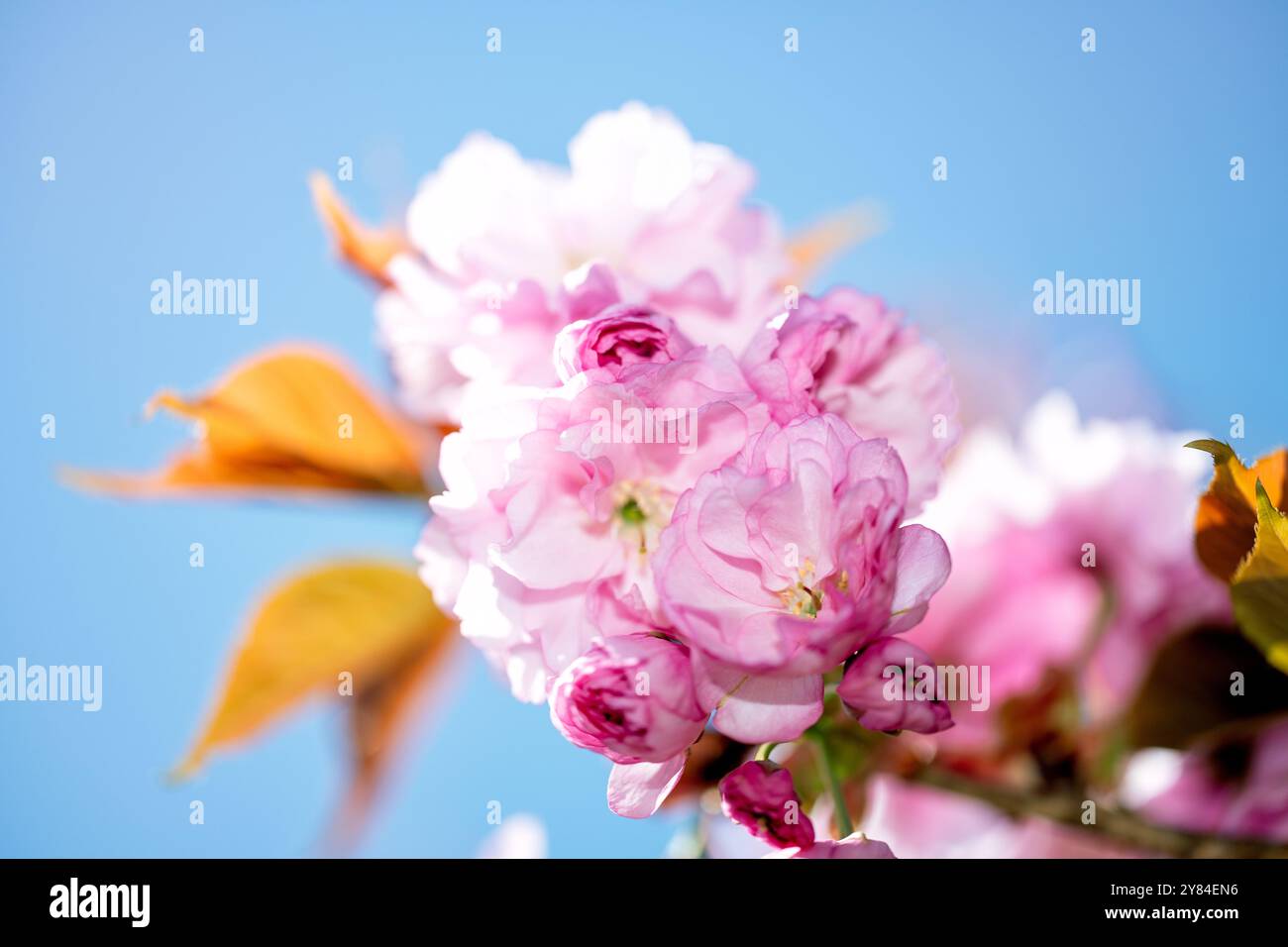 WASHINGTON DC — les cerisiers de Kwanzan affichent leurs fleurs roses doubles distinctives dans le parc East Potomac. Ces cerises ornementales sont connues pour fleurir plus tard que les cerises Yoshino autour du Tidal Basin, prolongeant la saison de floraison des cerisiers de la ville. Banque D'Images