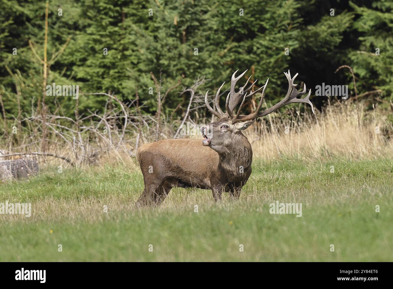 Cerf roux (Cervus elaphus) pendant la saison d'ornithage, grand cerf rugissant dans une clairière forestière, faune sauvage, Sauerland, Rhénanie-du-Nord-Westphalie, Allemagne, Banque D'Images