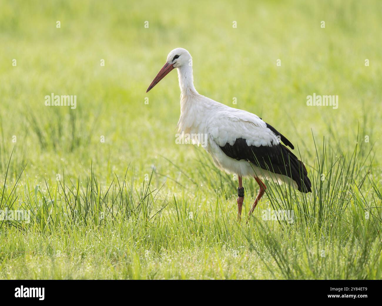 Cigogne blanche (Ciconia ciconia) buvant dans une prairie au petit matin, perles de rosée sur l'herbe, basse-Saxe, Allemagne, Europe Banque D'Images
