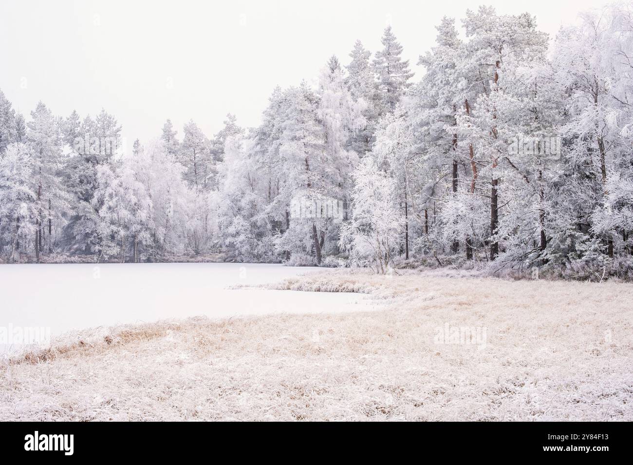 Arbres givrés près d'un lac dans la forêt par une froide journée d'hiver. Suède Banque D'Images