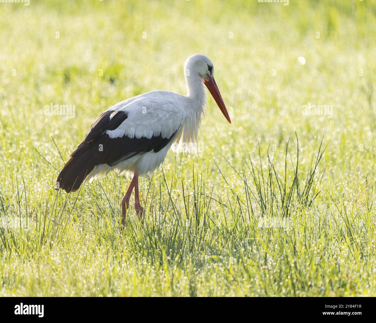 Cigogne blanche (Ciconia ciconia) buvant dans une prairie au petit matin, perles de rosée sur l'herbe, basse-Saxe, Allemagne, Europe Banque D'Images