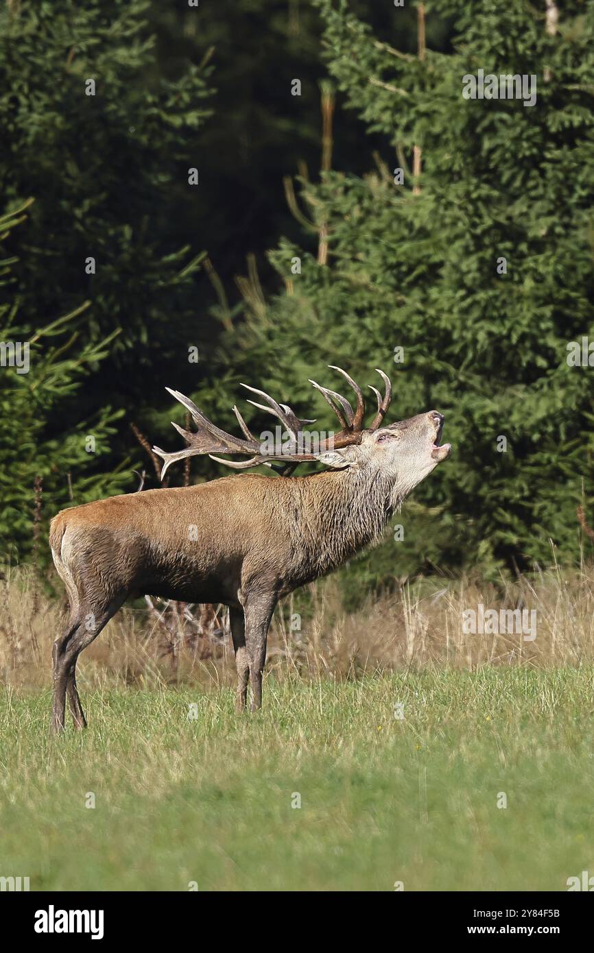 Cerf roux (Cervus elaphus) pendant la saison d'ornithage, grand cerf rugissant dans une clairière forestière, faune sauvage, Sauerland, Rhénanie-du-Nord-Westphalie, Allemagne, Banque D'Images
