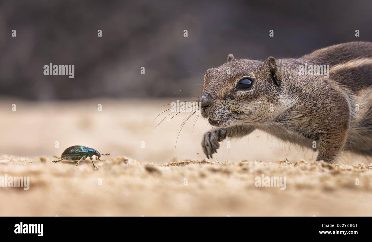 Écureuil de l'Atlas, écureuil à soies d'Afrique du Nord ou écureuil de Barbarie (Atlantoxerus getulus) à la recherche de nourriture, chasse aux insectes, coléoptères comme proie, fuer Banque D'Images