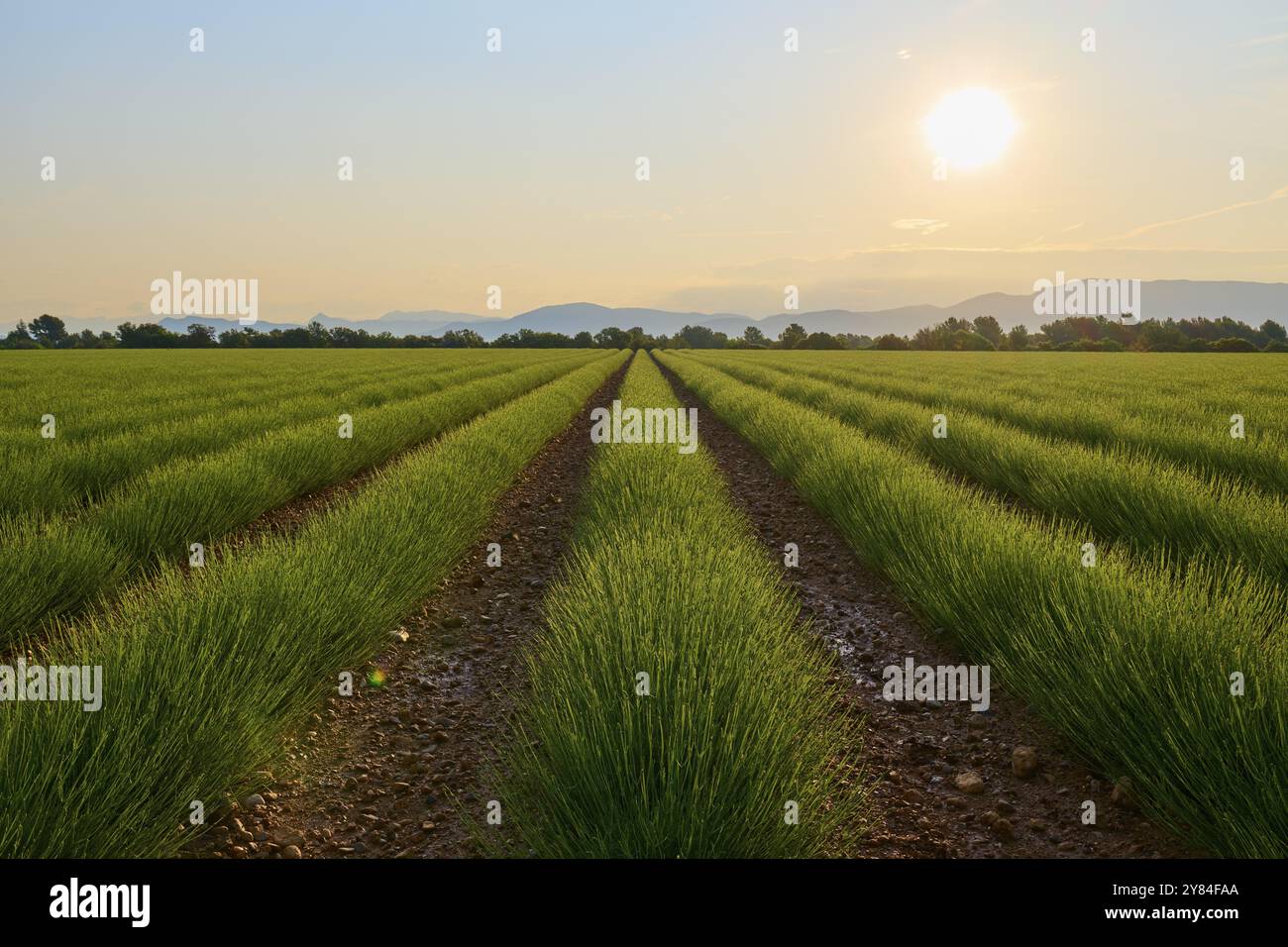 Un large champ de lavande (Lavandula), au lever du soleil, montagnes en arrière-plan, été, Valensole, Alpes-de-haute-Provence, Provence-Alpes-Cote d'Azur, FR Banque D'Images
