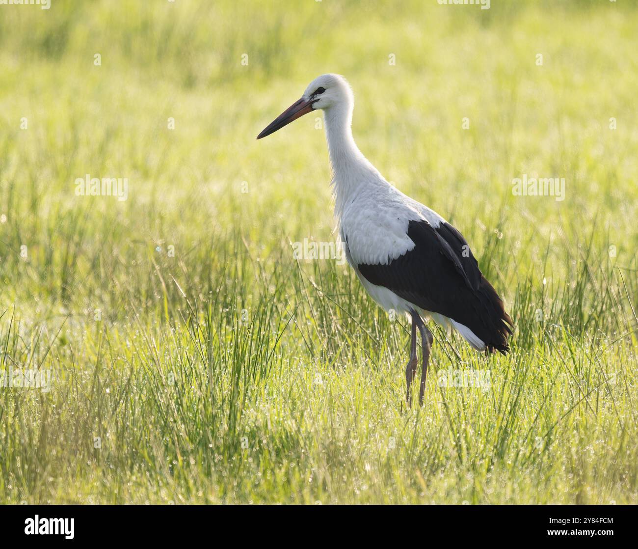 Cigogne blanche (Ciconia ciconia) buvant dans une prairie au petit matin, perles de rosée sur l'herbe, basse-Saxe, Allemagne, Europe Banque D'Images