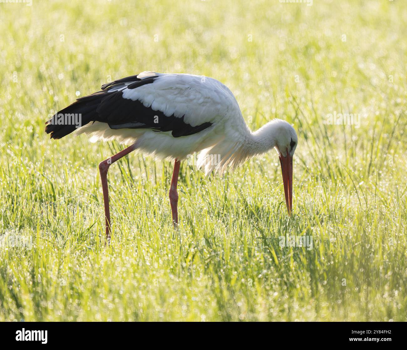 Cigogne blanche (Ciconia ciconia) buvant dans une prairie au petit matin, perles de rosée sur l'herbe, basse-Saxe, Allemagne, Europe Banque D'Images