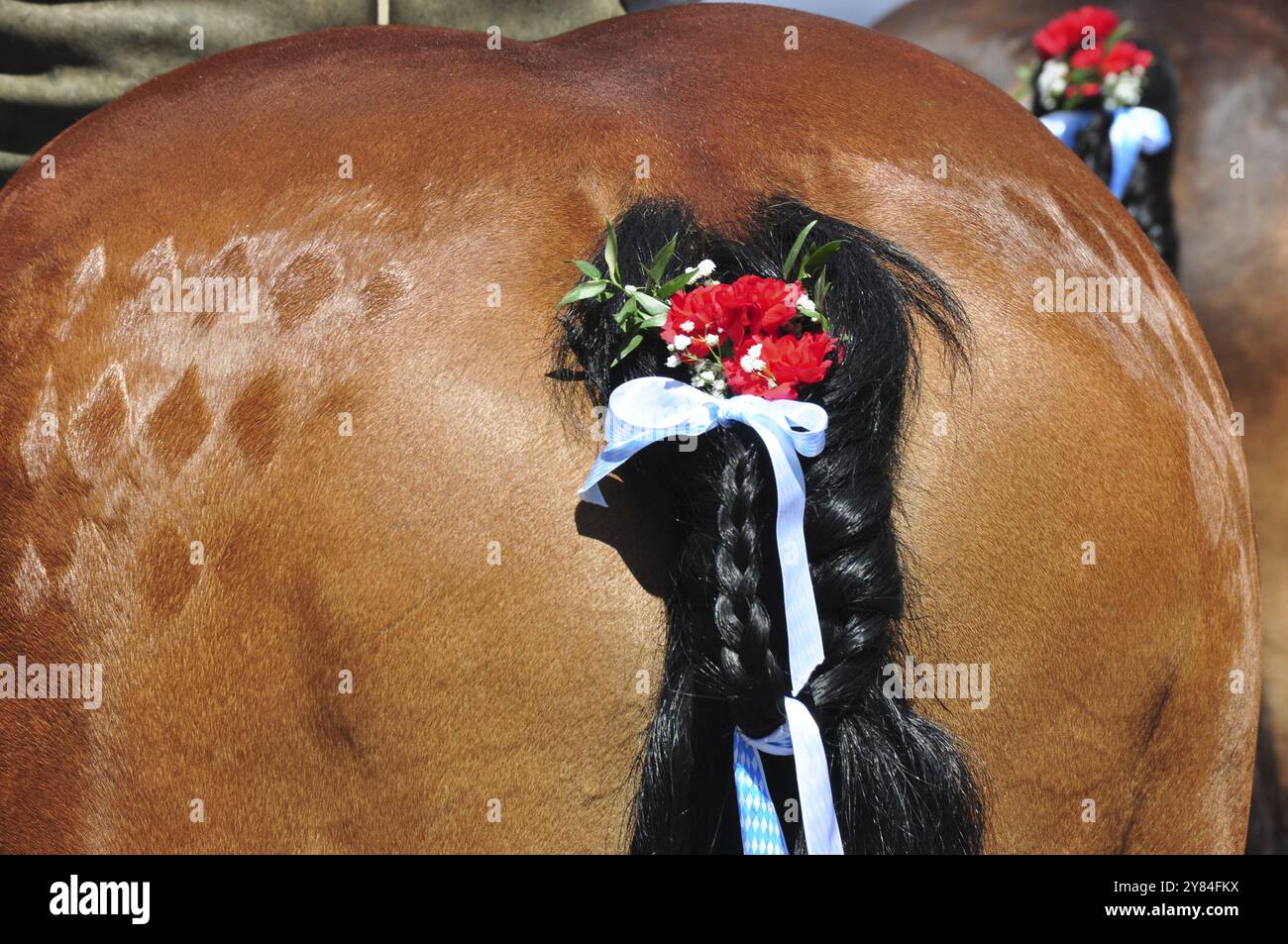 Coutumes, queue de cheval, décoré Banque D'Images
